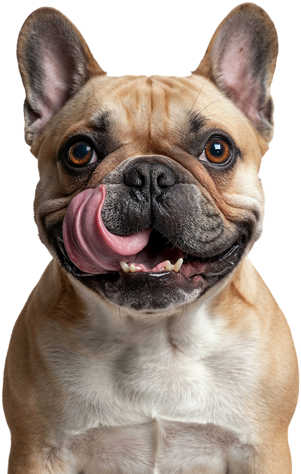 Perro IRIBA